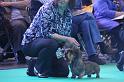 Crufts_dachshunds 207